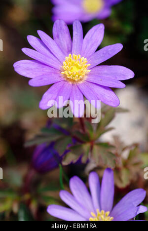 Anemone, Berg Windflower (Anemone Blanda), blüht blau Stockfoto