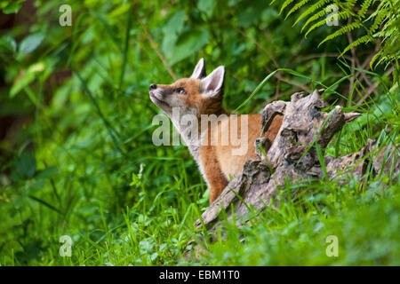 Rotfuchs (Vulpes Vulpes), foy Jungtier sitzt hinter einer Wurzelverzeichnis und nachschlagen, Schweiz, Sankt Gallen Stockfoto