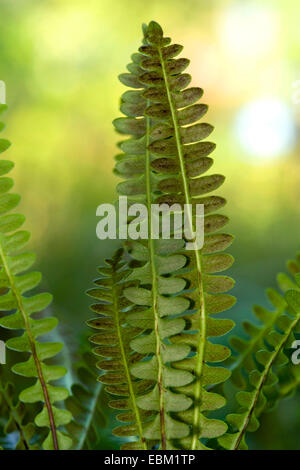 Chilenischer Farn (Blechnum Penna-Marina), Wedel Stockfoto