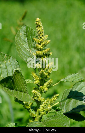 gemeinsamen Amarant, Redroot Fuchsschwanz, rot-Wurzel Amarant (Amaranthus Retroflexus), Blütenstand, Deutschland Stockfoto