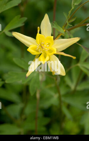 gelbe Königin Akelei (Aquilegia Chrysantha), Blume Stockfoto