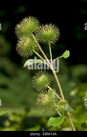 die große Klette (Arctium Lappa), Infructescens, Deutschland Stockfoto