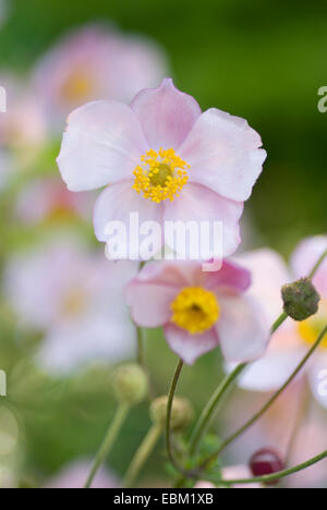 Japanische Anemone, japanische Windflower (Anemone Japonica, Anemone Hupehensis var. Japonica), Blumen Stockfoto