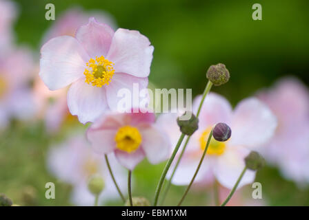 Japanische Anemone, japanische Windflower (Anemone Japonica, Anemone Hupehensis var. Japonica), Blumen Stockfoto