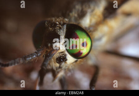 Deerfly, Hirsch-Fly, Breezefly, Brise-Fly, Pferdebremse, Pferdefliege (Chrysops Relictus), Facettenauge Stockfoto