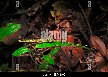 Walking-Stöcke, Stabheuschrecken (Phasmatidae, Phasmiden), sitzt auf einem Blatt, Sri Lanka, Sinharaja Forest National Park Stockfoto