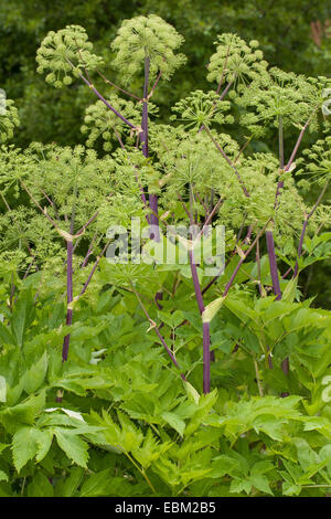 Erzengel, Garten Angelica, Heiliger Geist, wilder Sellerie, norwegische Angelica (Angelica Archangelica), blühen, Deutschland Stockfoto