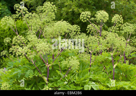 Erzengel, Garten Angelica, Heiliger Geist, wilder Sellerie, norwegische Angelica (Angelica Archangelica), blühen, Deutschland Stockfoto