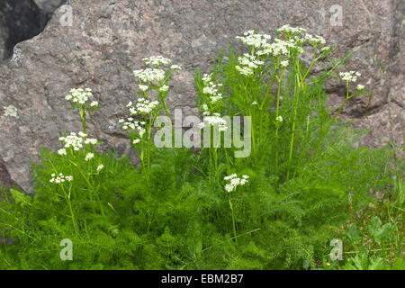 Verschreiben, Spignel, Bearwort (Meum Athamanticum), blühen, Deutschland Stockfoto