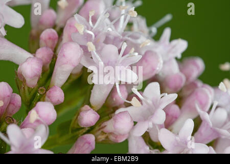 gemeinsamen Baldrian, Balderbracken, Garten Heliotrop, Garten Baldrian (Valeriana Officinalis), Blumen, Deutschland Stockfoto