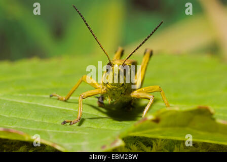 großer Sumpf Grashüpfer (Mecostethus Grossus, Stethophyma Grossum), sitzen auf Blatt, Deutschland Stockfoto