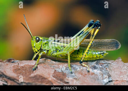 großer Sumpf Grashüpfer (Mecostethus Grossus, Stethophyma Grossum), sitzt auf einem Stein, Deutschland Stockfoto