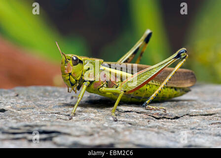 großer Sumpf Grashüpfer (Mecostethus Grossus, Stethophyma Grossum), sitzt auf einem Stein, Deutschland Stockfoto