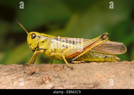 großer Sumpf Grashüpfer (Mecostethus Grossus, Stethophyma Grossum), sitzt auf einem Stein, Deutschland Stockfoto