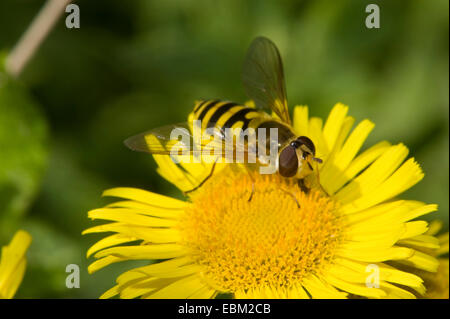 Johannisbeere fliegen schweben, gemeinsame gebändert Hoverfly (Syrphus Ribesii), sitzen auf eine gelbe Blüte, Deutschland Stockfoto