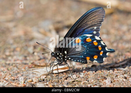 Spicebush Schwalbenschwanz (Papilio Troilus), männliche sitzen auf dem Boden, USA, Arizona Stockfoto