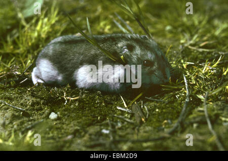 gestreifte hairy-footed Hamster, Dzungarische Hamster (Phodopus Sungorus), in voller Länge portrait Stockfoto