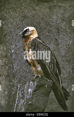 Bartgeier, Bartgeier (sollten Barbatus), in voller Länge portrait Stockfoto