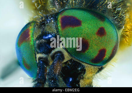 Deerfly, Hirsch-Fly, Breezefly, Brise-Fly, Pferdebremse, Pferdefliege (Chrysops Relictus), Facettenaugen, Deutschland, Mecklenburg-Vorpommern Stockfoto