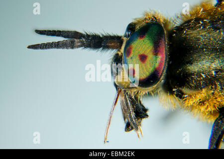 Deerfly, Hirsch-Fly, Breezefly, Brise-Fly, Pferdebremse, Pferdefliege (Chrysops Relictus), Stilett-ähnliche Mundwerkzeuge, Deutschland Stockfoto