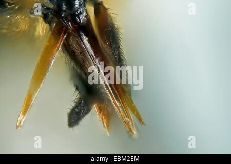 Deerfly, Hirsch-Fly, Breezefly, Brise-Fly, Pferdebremse, Pferdefliege (Chrysops Relictus), Stilett-ähnliche Mundwerkzeuge, Deutschland Stockfoto