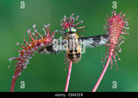 Hirsch-Fly, Breezefly, Brise-Fly, Deerfly, Pferdebremse, Pferdefliege (Chrysops Relictus), gefangen von einem Sonnentau, Deutschland, Niedersachsen Stockfoto