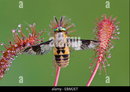 Hirsch-Fly, Breezefly, Brise-Fly, Deerfly, Pferdebremse, Pferdefliege (Chrysops Relictus), gefangen von einem Sonnentau, Deutschland, Niedersachsen Stockfoto