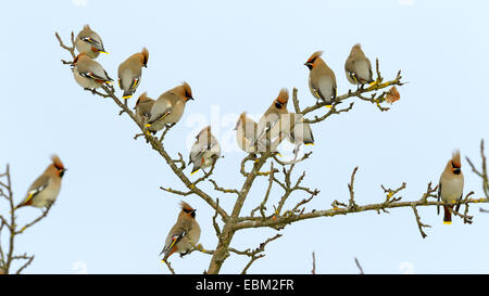 Böhmische Seidenschwanz (Bombycilla Garrulus), strömen ruht auf einem Apfelbaum, Deutschland, Baden-Württemberg Stockfoto