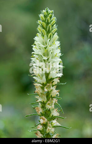 Gelbe Glockenblume (Campanula Thyrsoides Subspecies Carniolica, Campanula Carniolica), Blumen, Schweiz Stockfoto