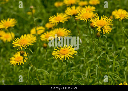 Gelben Ochsen-Auge (Buphthalmum Salicifolium), blühen, Deutschland Stockfoto