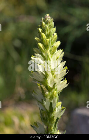 Gelbe Glockenblume (Campanula Thyrsoides Subspecies Carniolica, Campanula Carniolica), Blumen, Schweiz Stockfoto