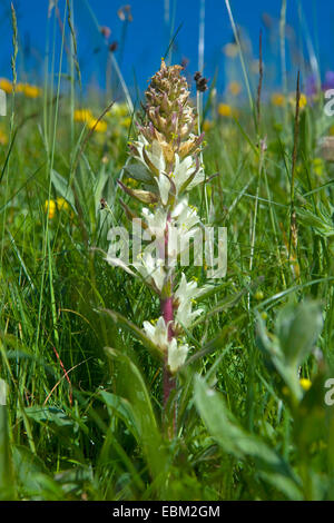 Gelbe Glockenblume (Campanula Thyrsoides Subspecies Carniolica, Campanula Carniolica), blühen, Schweiz Stockfoto