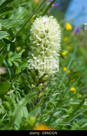 Gelbe Glockenblume (Campanula Thyrsoides Subspecies Thyrsoides, Campanula Thyrsoides), Blumen, Schweiz Stockfoto