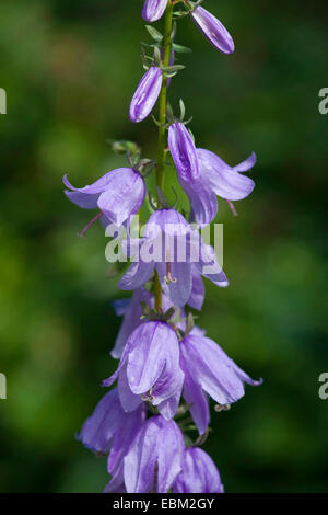 kriechende Glockenblume, Rover Glockenblume (Campanula Rapunculoides), Blütenstand, Deutschland Stockfoto