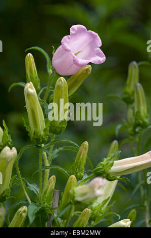 Canterbury Bells, Canterbury Glockenblume (Campanula Medium), blühen, Deutschland Stockfoto