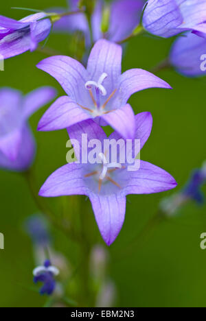 Rapunzeln Glockenblume, Rapunzeln, Rover Glockenblume (Campanula Rapunculus), Blumen, Deutschland Stockfoto