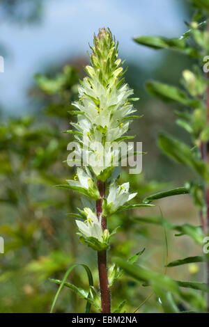 Gelbe Glockenblume (Campanula Thyrsoides Subspecies Carniolica, Campanula Carniolica), Blumen, Schweiz Stockfoto