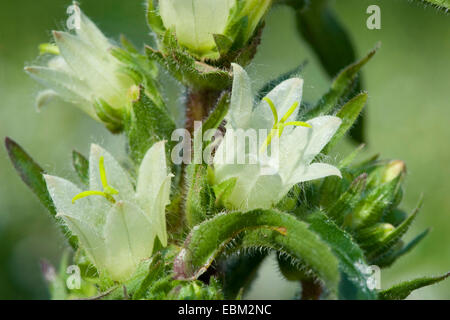 Gelbe Glockenblume (Campanula Thyrsoides Subspecies Carniolica, Campanula Carniolica), Blumen, Schweiz Stockfoto