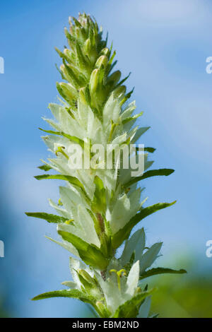 Gelbe Glockenblume (Campanula Thyrsoides Subspecies Carniolica, Campanula Carniolica), Blütenstand, Schweiz Stockfoto