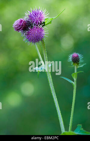 Großer Sumpf Distel (Blütenstandsboden Personata, Blütenstandsboden Personatus), blühen, Deutschland, Bayern Stockfoto