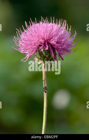 Alpine Distel (Blütenstandsboden Defloratus), Blütenstand mit Ameise, Deutschland Stockfoto