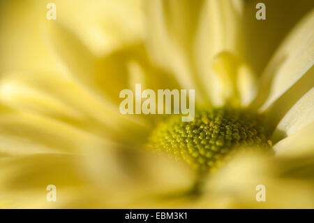 Weiche gelbe Chrysantheme Blume in Nahaufnahme. Geringe Schärfentiefe geben angenehm weiche farbige verwischen. Stockfoto