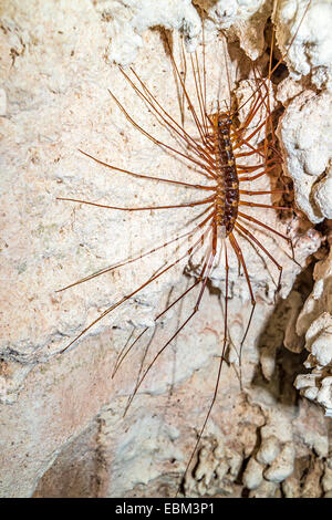 Giftige Höhle Tausendfüßler Thereuopoda Longicornis (ehemals Scutigera Decipiens), die Höhle der Winde, Gunung Mulu National Park, Ma Stockfoto