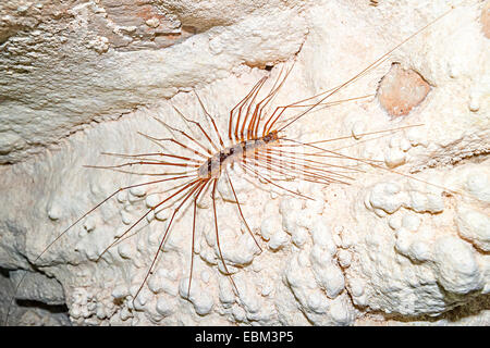 Giftige Höhle Tausendfüßler Thereuopoda Longicornis (ehemals Scutigera Decipiens), die Höhle der Winde, Gunung Mulu National Park, Ma Stockfoto