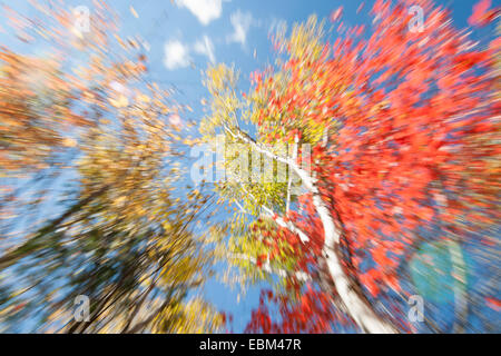 Birken im Herbst, Maine, Zoom blur geben bunte Wirkung der Blätter fallen zu Boden. Stockfoto
