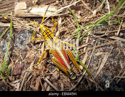 Nahaufnahme eines östlichen Lubber Grasshopper (Romalela guttata Houttuyn) Ganzkörpers von oben gesehen, Florida, USA Stockfoto