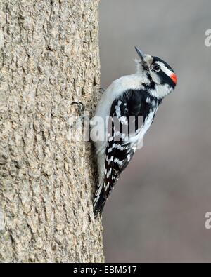 Männliche Dunenspecht thront auf einem Baumstamm. Stockfoto