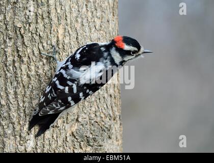 Männliche Dunenspecht thront auf einem Baumstamm. Stockfoto