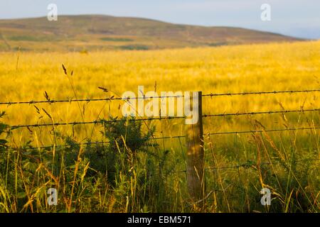 Stacheldraht Zaun vor Gerstenfeld. Eden-Tal, Cumbria, England, UK. Stockfoto