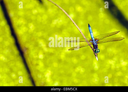 Blaue Libelle auf einem trockenen Zweig in der Nähe von Patoka River National Wildlife Refuge (NWR), Indiana, USA. Stockfoto